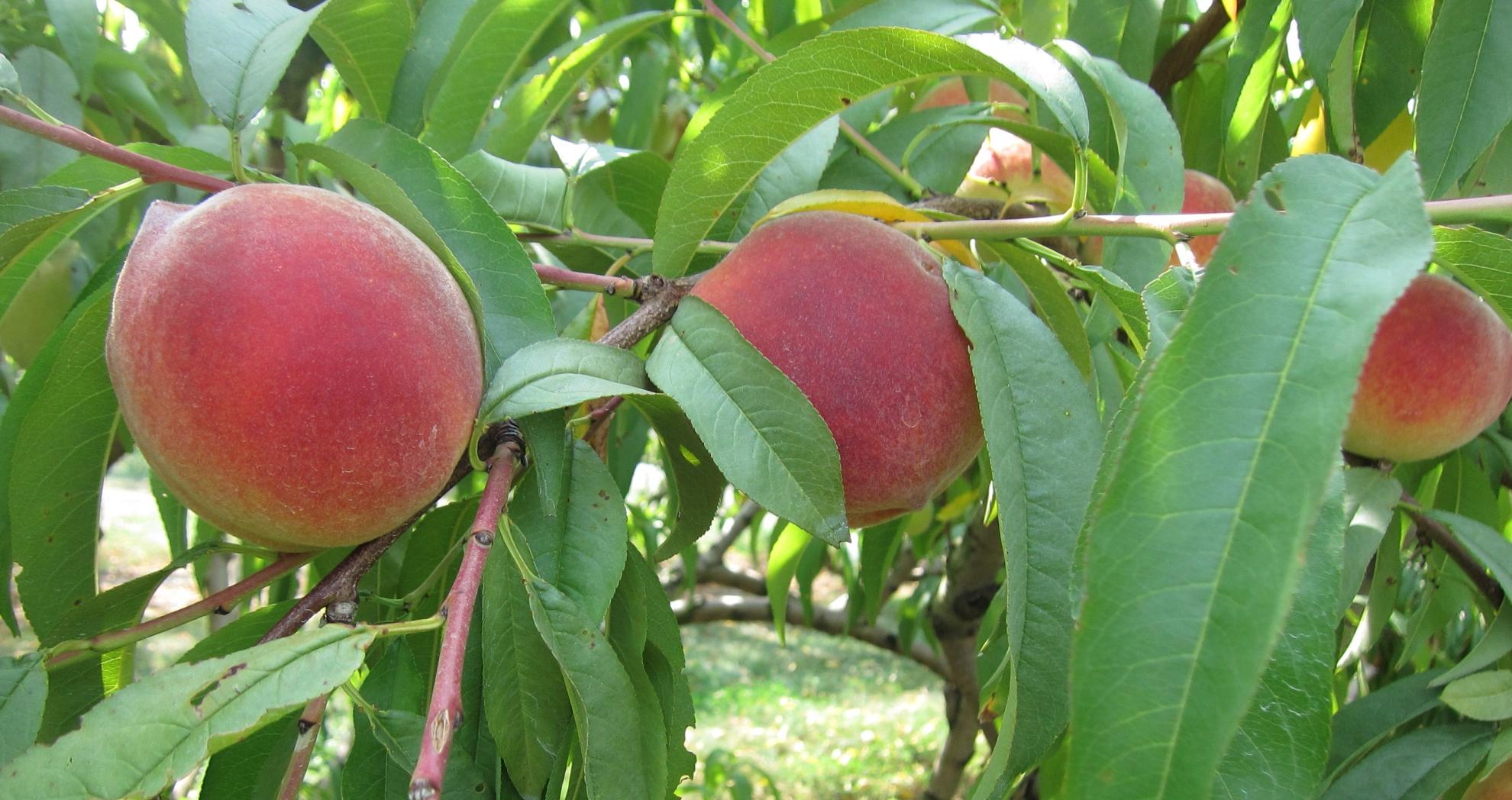 Peach County's heritage: we put the peach in Georgia